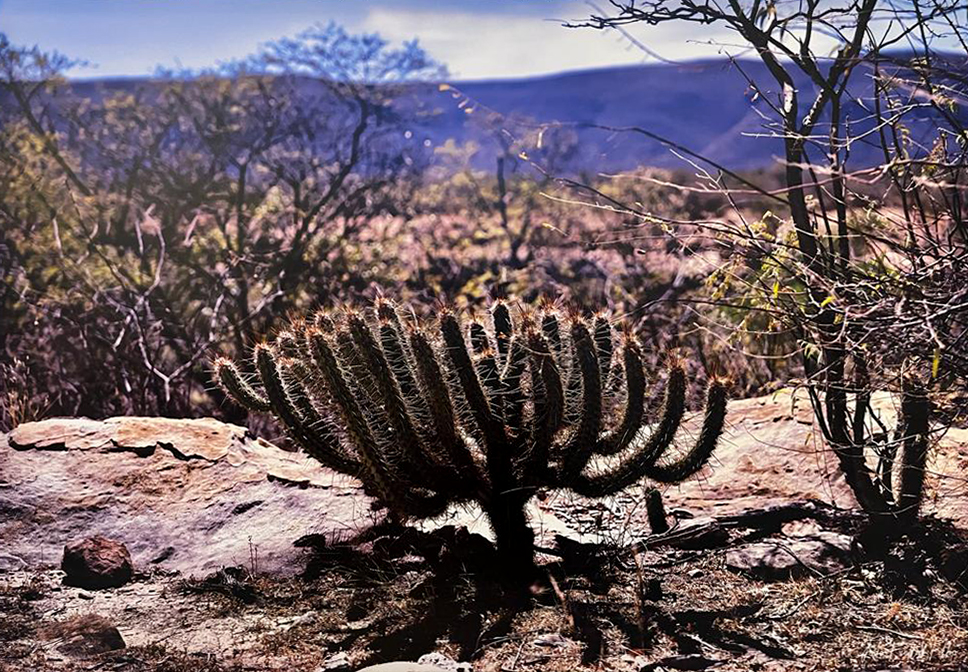 Atacama da Caatinga IV